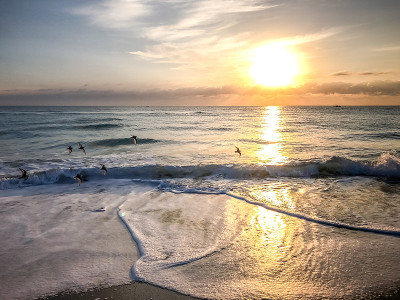 海鸥在夕阳中飞翔