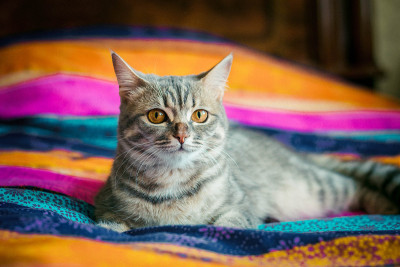 可爱的小猫
