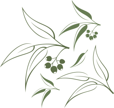桉树
