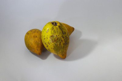 一组成熟的黄色蛋果或canistel(通常被称为纸杯蛋糕水果，Pouteria campechian