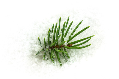 雪中的冷杉枝