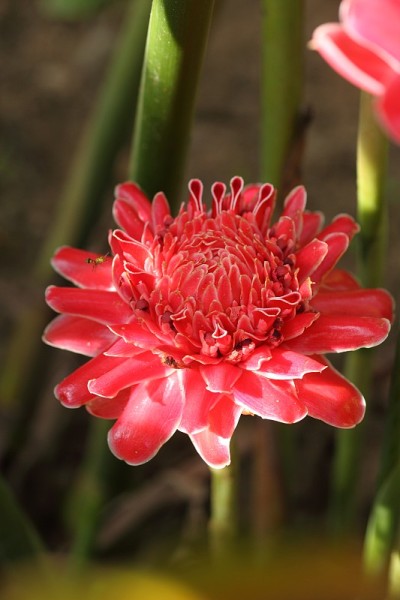 火炬姜花