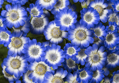 瓜叶菊蓝花