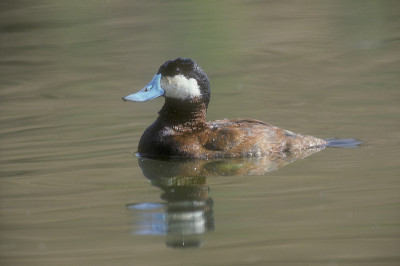 红鸭子，Oxyura jamaicensis