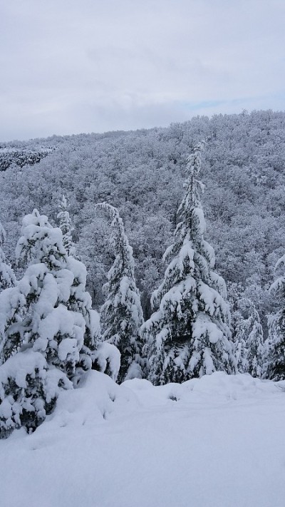 冬天下雪的松树