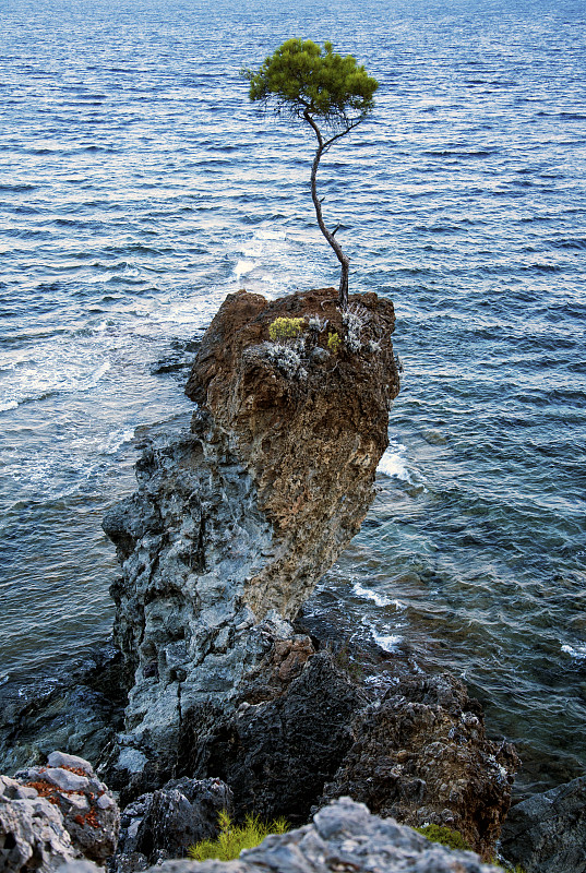 海边岩石上的一棵松树