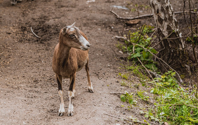 Mouflon (Ovis orientalis)特写照片