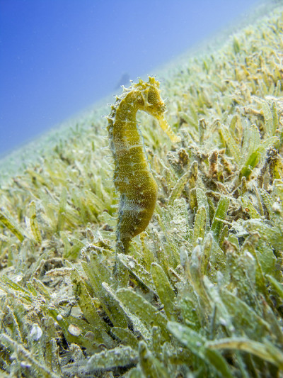 海马在海草和蓝色的海洋背景。