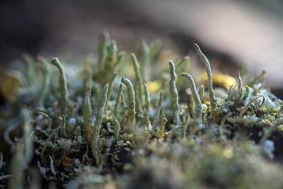 Moss and lichen