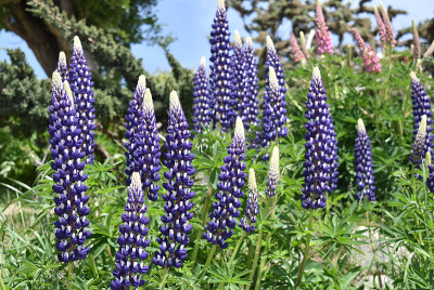 Lupinus