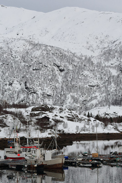 渔船停泊在码头的木屋里。Sildpolltjonna-inlet Austnesfjorden。Au