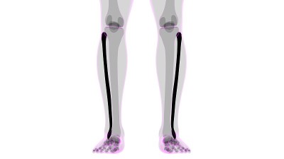 人体骨骼解剖腓骨骨3D渲染