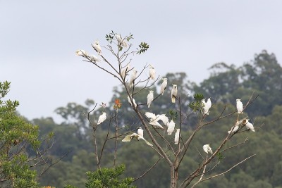 硫冠凤头鹦鹉(凤头凤头鹦鹉)，澳大利亚昆士兰