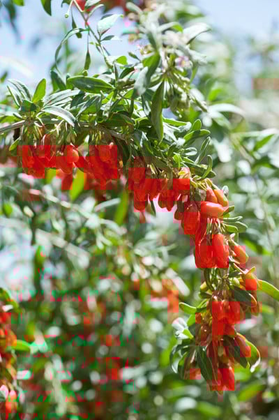 阳光田枸杞果实和植物