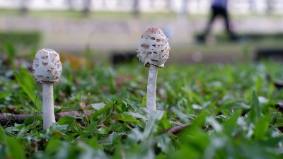 毛茸茸的鬃毛真菌，蒰毛苋，