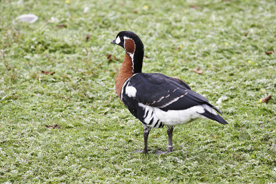 Red-breasted鹅。