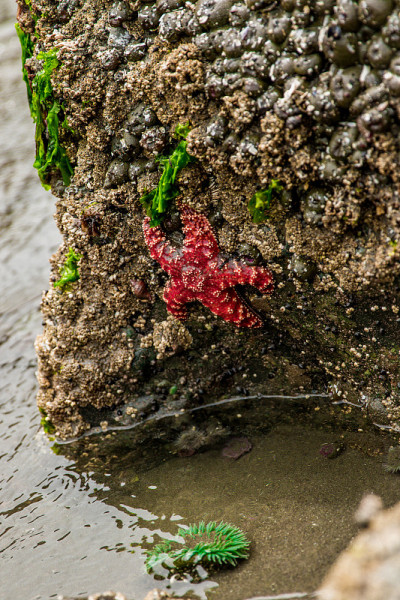 奥林匹克半岛海洋生物