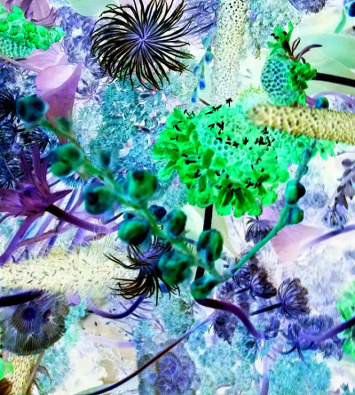 幻想的花