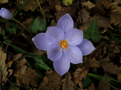 番红花属