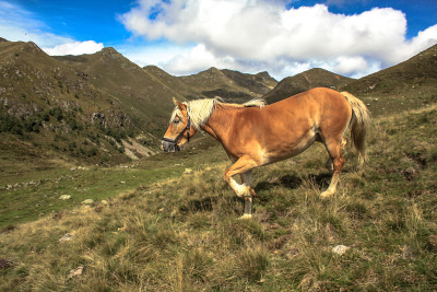 森林和山地马