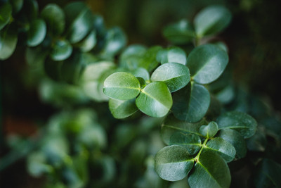 豆瓣绿属obtusifolia纹理。由绿叶构成的创意布局。自然背景