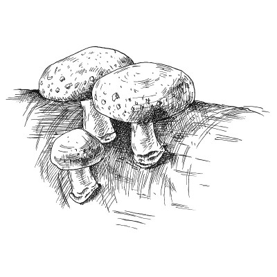 野生蘑菇香菇。复古矢量单色孵化插图孤立