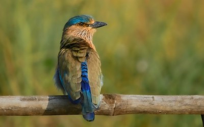 印度云雀(Coracias benghalensis)是云雀科的一种鸟类