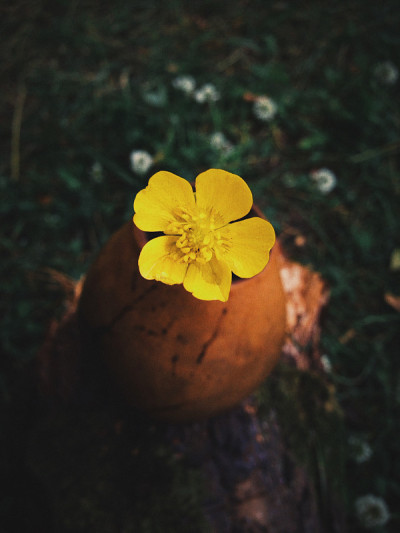 卡拉巴沙和黄花