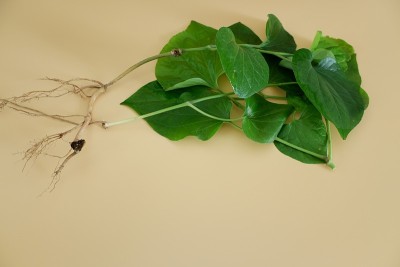 胡椒科的绿色草本植物，背景为橙色。