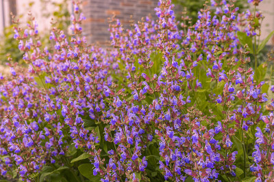 园林鼠尾草花