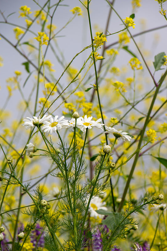 黄色、紫色和白色花的特写:黑芥菜(Brassica nigra)与五月草(Tripleurosper