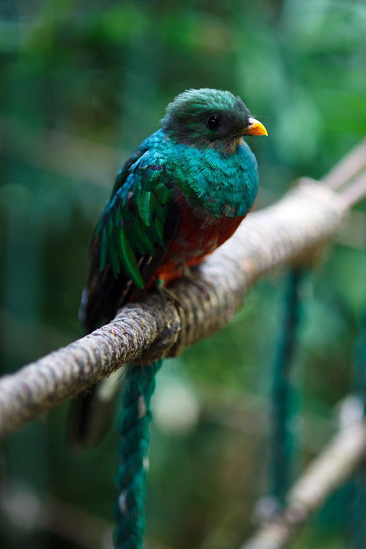 Quetzal