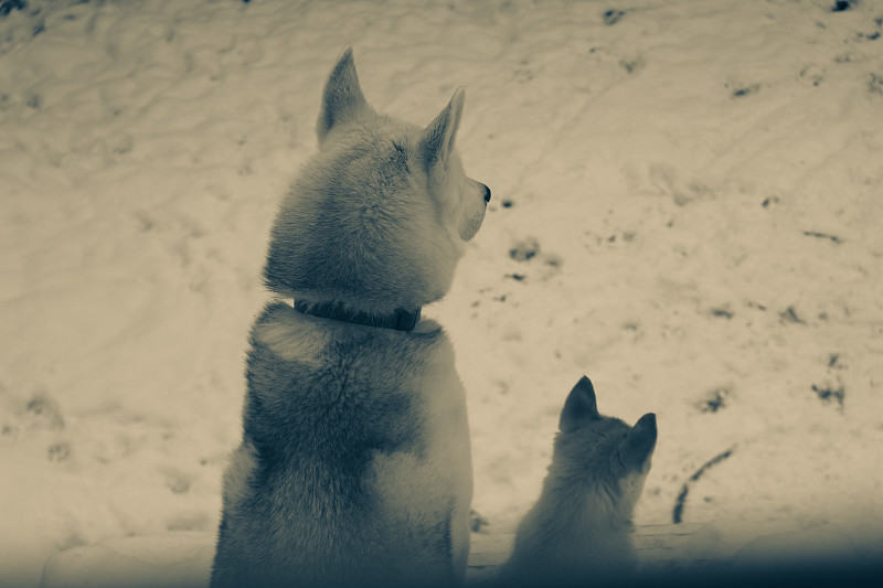 Two siberian husky dogs closeup portrait black and