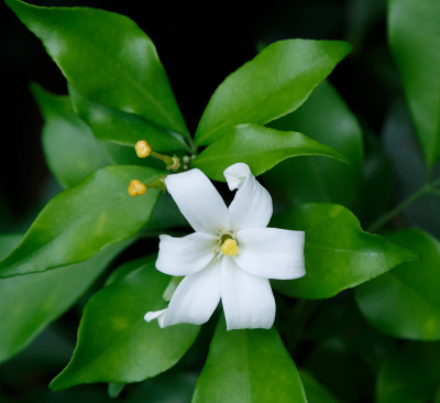 橙色茉莉属花