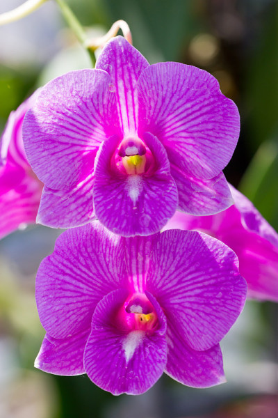 紫色兰花的花。