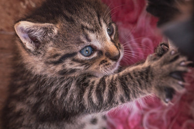 小猫