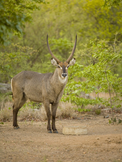 Waterbuck-Male