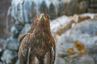 草原鹰是一种猛禽，它骄傲地坐在鸟舍里。Aquila nipalensis