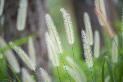 五彩缤纷的草花和光，美丽的夏日风景。