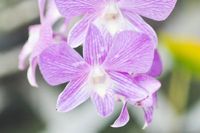 白色和紫色的兰花花