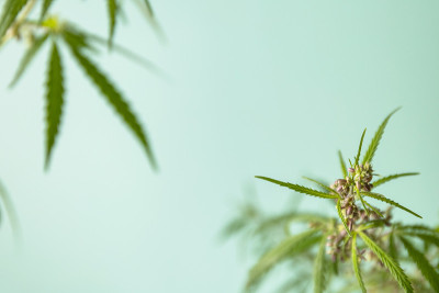 草药替代医学概念。盛开的女性大麻花和叶子在绿色柔和的背景。副本的空间。