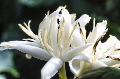 Coffea arabica