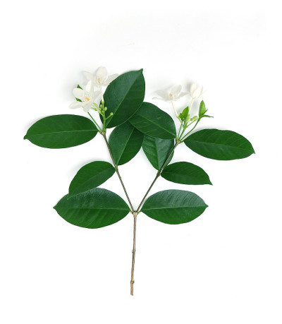 白色栀子花孤立，花背景