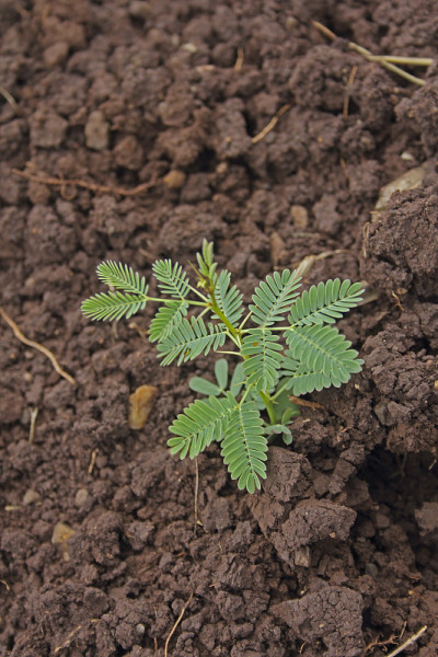 尼罗河金合欢幼苗