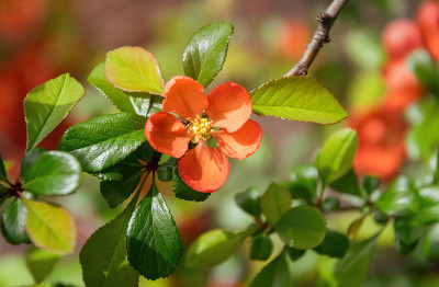 日本木瓜花木瓜(日本木瓜)和春天花园