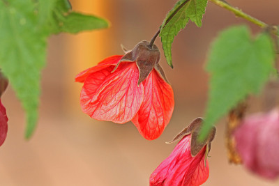 abutilon Ashford红色或锦葵花树或印度锦葵，中国钟花，中国灯笼有时被错误地称为睡芙蓉在