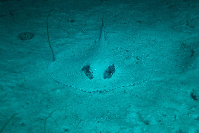 圆形的带状尾鳐，Taeniurops meyeni，藏在海底，Faafu Atoll，马尔代夫