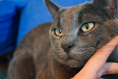 爱抚着一只漂亮的俄罗斯蓝猫