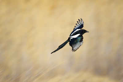 飞喜鹊(Pica Pica)。自然背景。