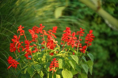 劳尔,鼠尾草